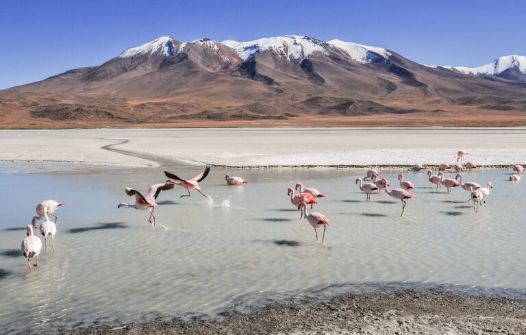 flamingos-4919079_1280