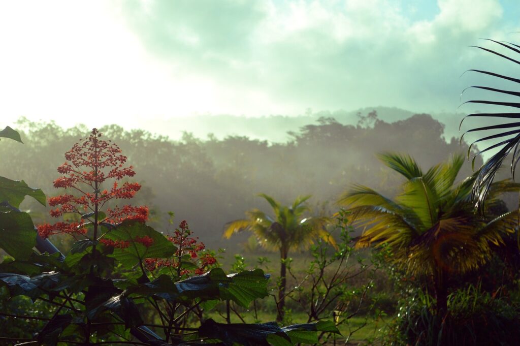 french guiana, rainforest, forest-1207208.jpg