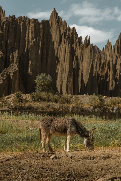 Free Donkey Grazing in Valley of the Souls Stock Photo