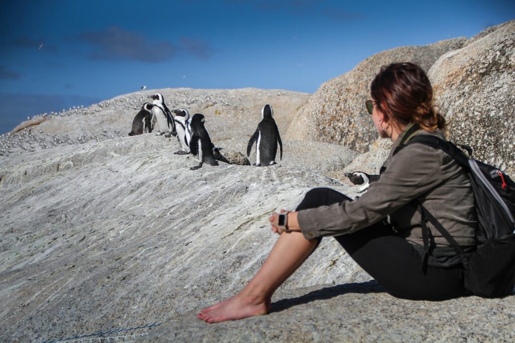 penguins, south africa, cape town-4668754.jpg