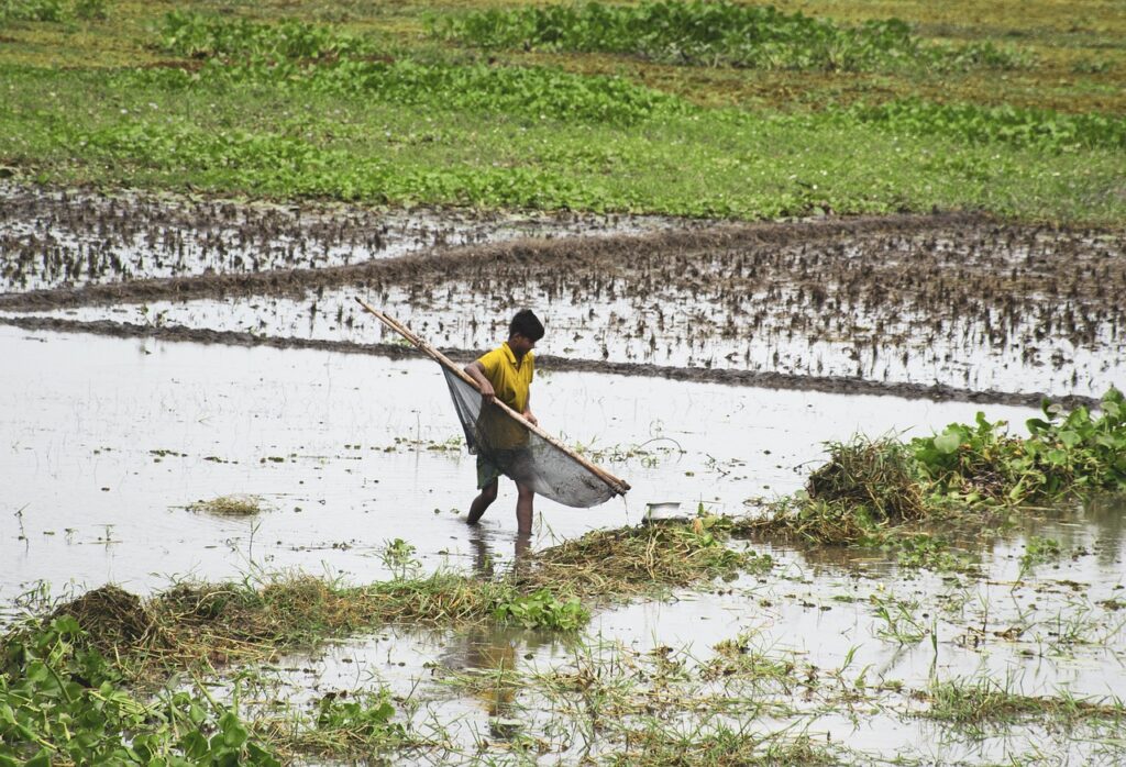 bangladesh fishing, little boy, local fishing-4446371.jpg