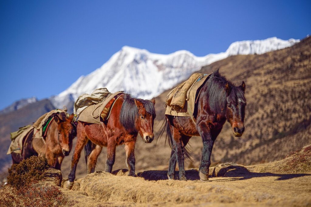 bhutan, mountain, horse-2502780.jpg