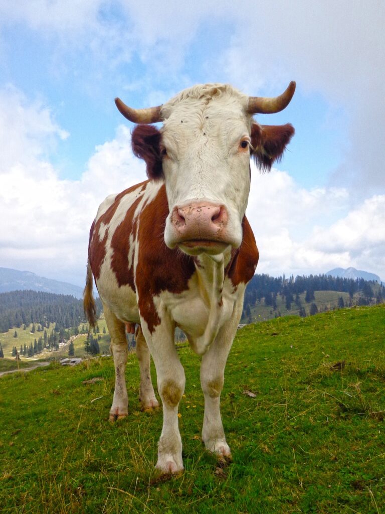 slovenia, cow, nature-905526.jpg