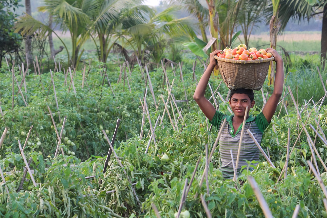 agriculture, flora, nature-3327299.jpg