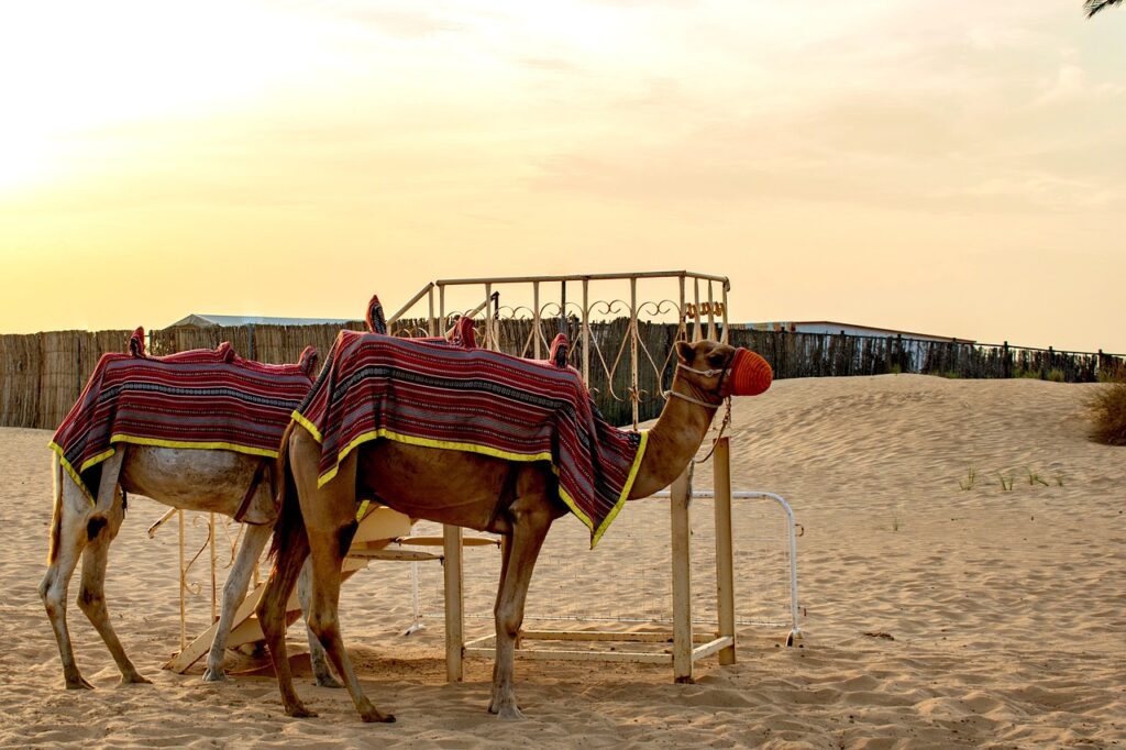 camels, desert, camel-4959993.jpg