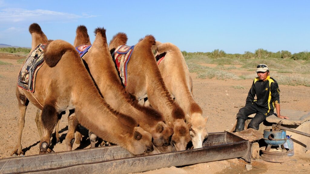 camels, thirst, desert-692646.jpg