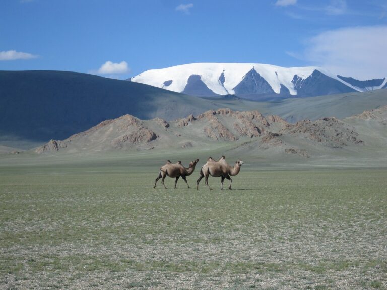 mongolia, glacier, camels-590800.jpg