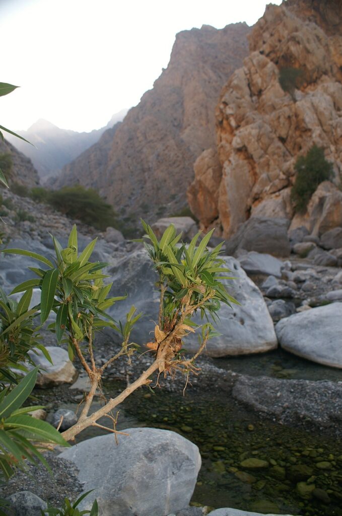 oman, wadi, mountains-204122.jpg