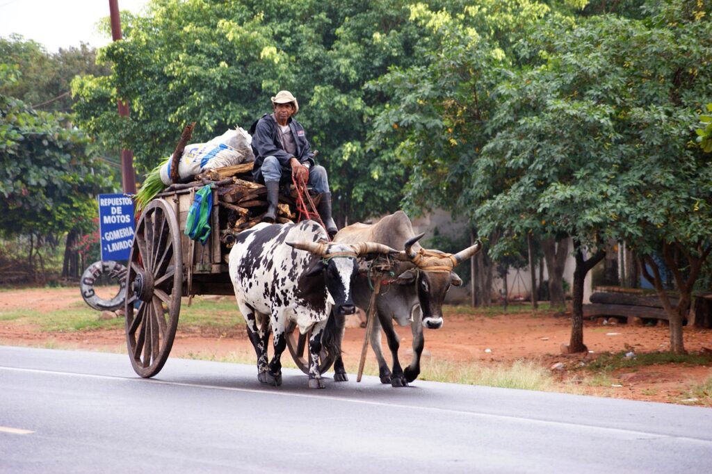 ox cart, paraguayans, road-184621.jpg