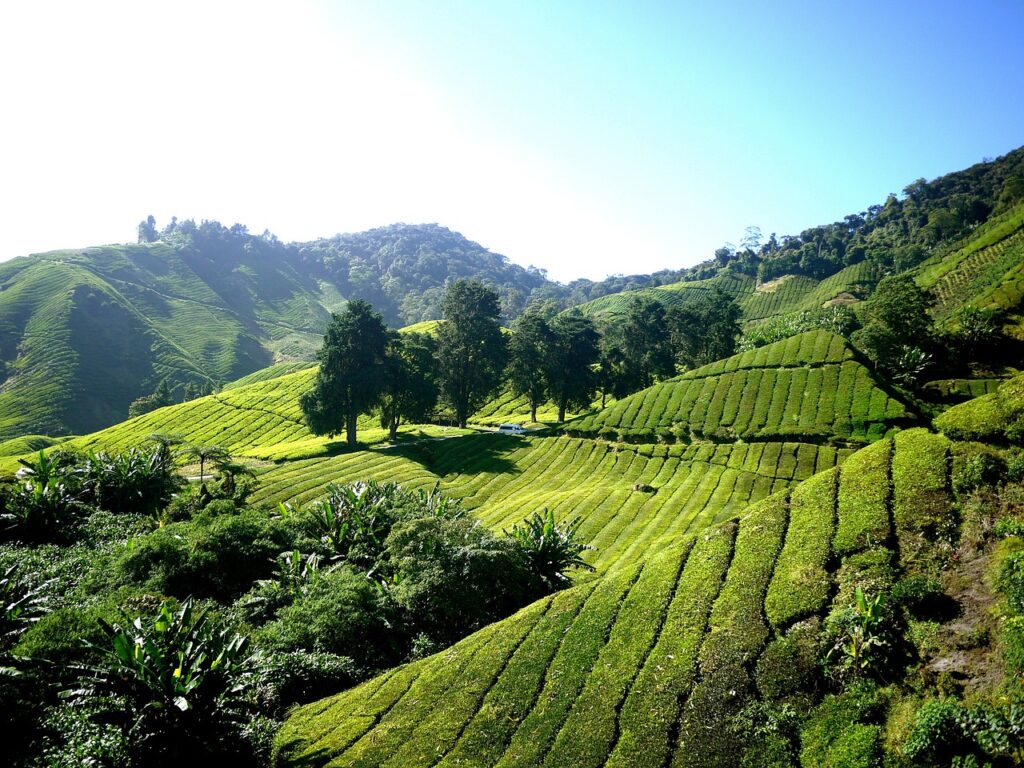 tea plantation, tea farm, tea-261515.jpg