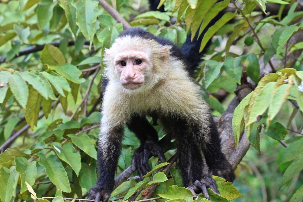 panamanian white-faced capuchin, white-faced capuchin, monkey-6978628.jpg