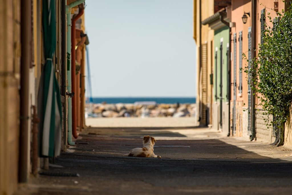 street, dog, sea-5085971.jpg